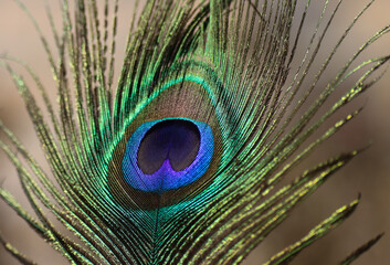 Peacock feather closeup. Selective focus.