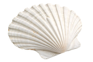 A white scallop seashell, detailed with natural ridges and a soft texture, symbolizing the beauty of marine life and coastal elements, set against a transparent background
