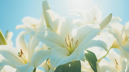 Obraz premium Fresh White Lilies Bathed in Gentle Sunlight
