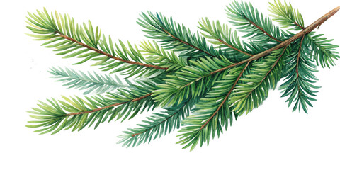 watercolor drawing of a evergreen fir tree Christmas branch isolated on white transparent png background