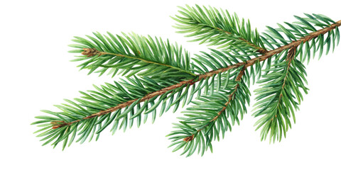 Obraz premium watercolor drawing of a evergreen fir tree Christmas branch isolated on white transparent png background