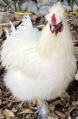 White Silky hen or chicken is a Chinese breed of hens named for its atypically fluffy plumage which is said to feel like silk and satin.Selective focus.