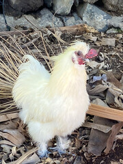 White Silky hen or chicken is a Chinese breed of hens named for its atypically fluffy plumage which is said to feel like silk and satin.Selective focus.