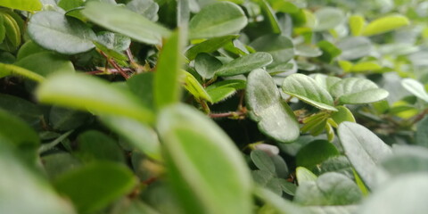 A small field of grass that grows green in the cold of the mountains. A lush little green garden grown wild with local Ayurvedic medicinal plants. A small ground plant nursery that looks green