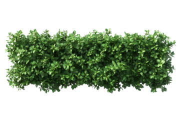 Top view of a hedge row isolated or on white background 3d render png. Architecture plan