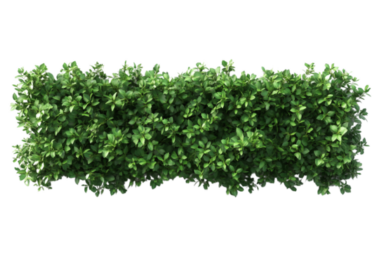 Top view of a hedge row isolated or on white background 3d render png. Architecture plan