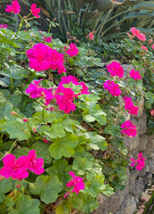Pink geranium flowers in the garden.Pelargonium peltatum is a popular ornamental plant.