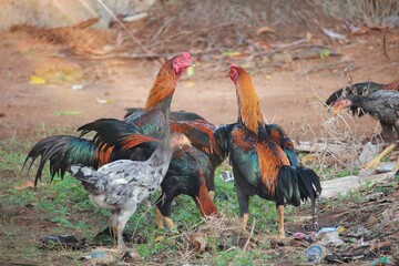 Group of Colorful Roosters and Hens Feeding in Natural Environment
