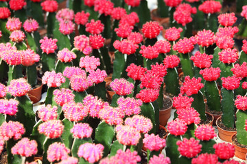 A Vibrant Collection of Colorful Cacti Featuring Pink and Red Blooms, Perfect for Gardening Enthusiasts and Nature Lovers Seeking Unique Plant Decor