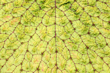 Close-Up View of a Large Green Leaf Displaying Intricate Veins and Textures, Highlighting Nature's Patterns and Organic Design in Detail