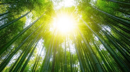 Tranquil bamboo grove sunlight nature landscape forest vertical view serenity and peacefulness