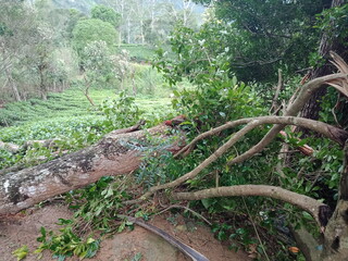 Majestic Landscapes of Sri Lanka. Breathtaking Beauty Capturing the Serene Essence of Nature in Stunning Landscapes. A Journey Through Picturesque Nature Landscapes. The beauty of Nature’s Landscape