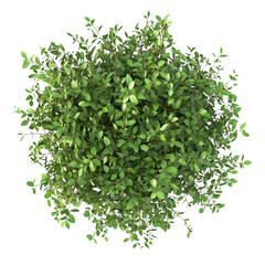 Obraz premium Top view of a wild bush isolated or on white background 3d render png. Architecture plan