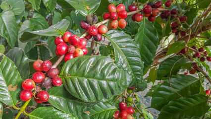 Fresh orange coffee berries growing on coffee trees