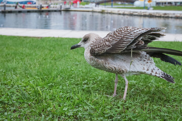 Paisagem serena vista do Cais da Fonte Nova, em Aveiro, com seus canais tranquilos, barcos coloridos e arquitetura típica, refletindo a beleza única e o charme pitoresco da cidade portuguesa