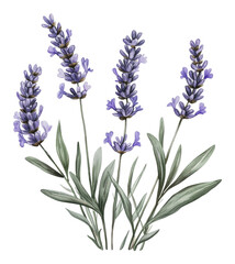 Naklejka premium PNG Lavender flowers in a botanical art