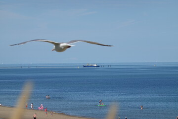 seagulls on the beach