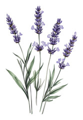 Fototapeta premium PNG Beautiful lavender flowers blooming in a garden
