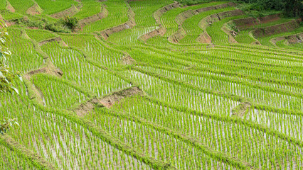 Beautiful scenery of rice terraces