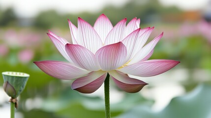 A beautiful pink lotus flower blooms gracefully against a serene green backdrop, symbolizing purity and tranquility.