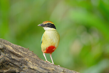 Fairy Pitta standing on stump bird washing in the forest.