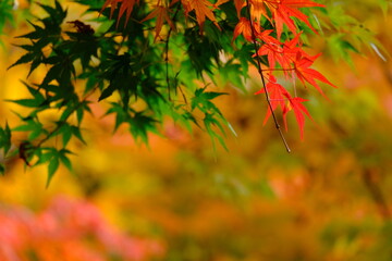 Scenery during autumn with colorful leaves, red, orange, yellow and blue sky as a nature background or wallpaper. text space