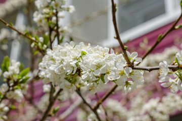 cherry blossom in spring, white flowers on a tree branch