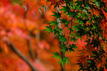 Scenery during autumn with colorful leaves, red, orange, yellow and blue sky as a nature background or wallpaper. text space