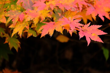 Scenery during autumn with colorful leaves, red, orange, yellow and blue sky as a nature background or wallpaper. text space