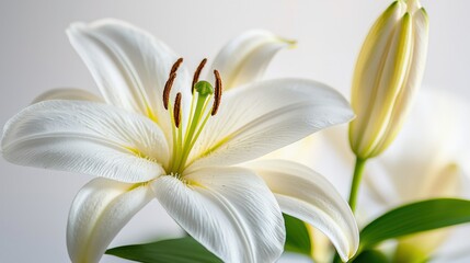 Obraz premium A delicate white lily flower with a budding bloom, showcasing its elegant petals and vibrant green leaves against a soft background.