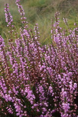 Dutch Heathland
