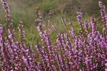 Dutch Heathland