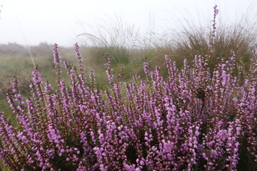 Dutch Heathland