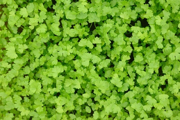 Obraz premium Small coriander or cilantro plant growing in hydroponics system
