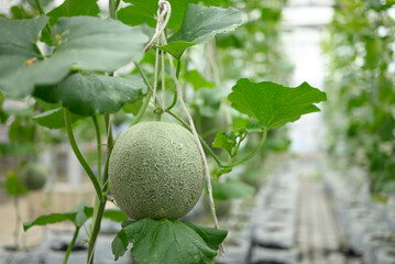 Melon fruit hanging on plant in greenhouse, Organic farm