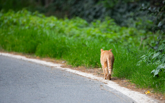 Gato paseando por la carretera 