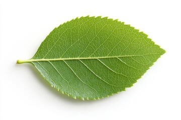 Obraz premium Fresh green leaf from a deciduous tree showcasing detailed texture and vibrant color against a white background