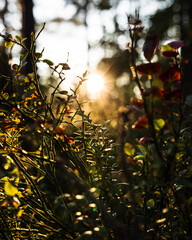 Sun rays from the forest