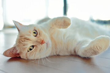 茶トラ　猫　何か用