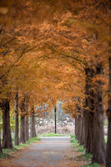 가을의 메타세콰이어 길