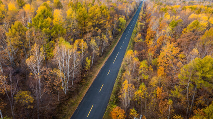 Obraz premium Straight Road Through Autumn Forest