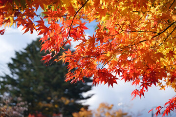 Vibrant Autumn Leaves Against Sky