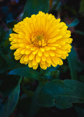 Obraz premium yellow dahlia flower