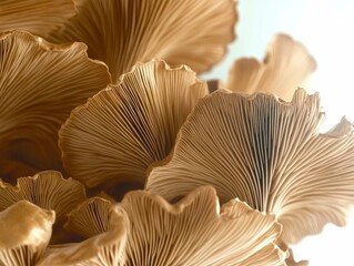 champignons  pleurotes