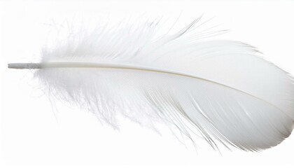 Fototapeta premium White feather on transparent background
