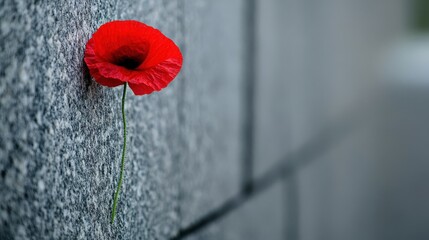 Vivid Red Poppy Flower Against Textured Gray Wall