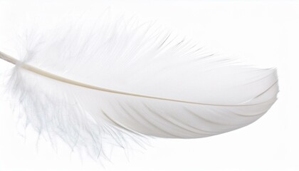 White feather on transparent background