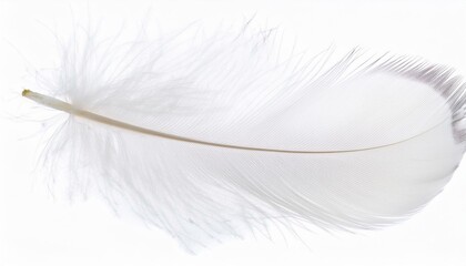 White feather on transparent background