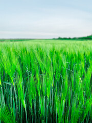 Obraz premium a big field with green barley