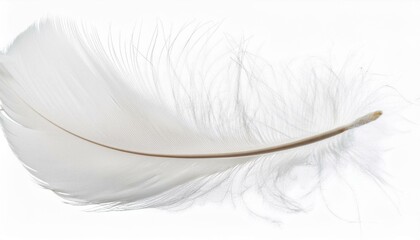 White feather on transparent background